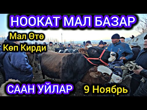 Видео: Ноокат Мал Базар 👍 Саан Уйлар Баасы Мал Өтө Көп Кирди😊