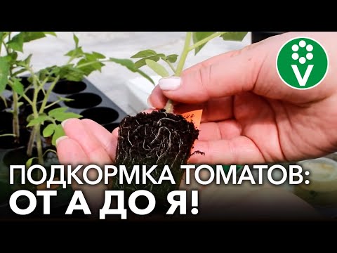 Видео: ЗОЛОТОЕ ПРАВИЛО ПОДКОРМКИ ТОМАТОВ для крепкой и здоровой рассады!