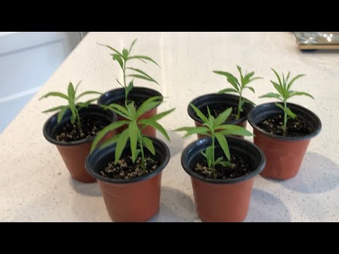 Видео: Как быстро вырастить персиковое дерево из косточки!