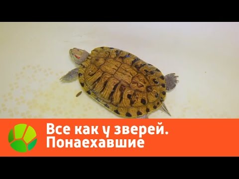 Видео: Все как у зверей. Понаехавшие | Живая Планета