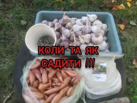 Видео: Посадка ЧАСНИКА та ЦИБУЛІ/Правильно та легко !!?