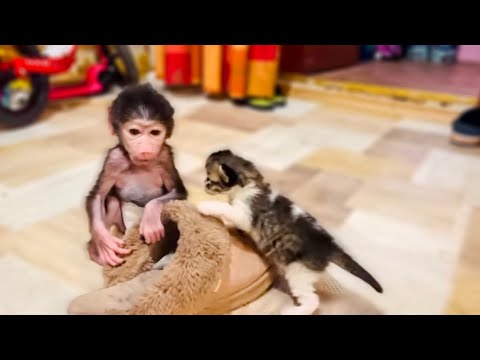 Видео: Люся и котёнок КАТАЮТСЯ на МЕХОВОМ ТАПКЕ!