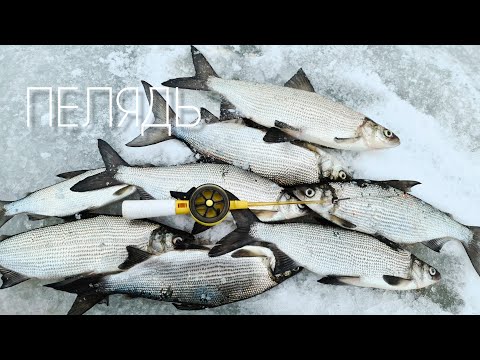 Видео: ПЕЛЯДЬ Поймай ЕЁ если СМОЖЕШЬ !? #пелядь #ловляпеляди #сиг #зимняярыбалка