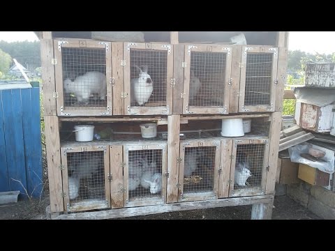 Видео: ██Уличная клетка для кроликов/ размеры/ плюсы и минусы