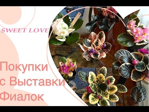 Видео: What did I buy at the Show/Покупки с Фиалковой выставки🌺💕