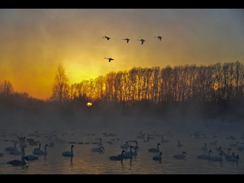 Видео: А журавлі летять