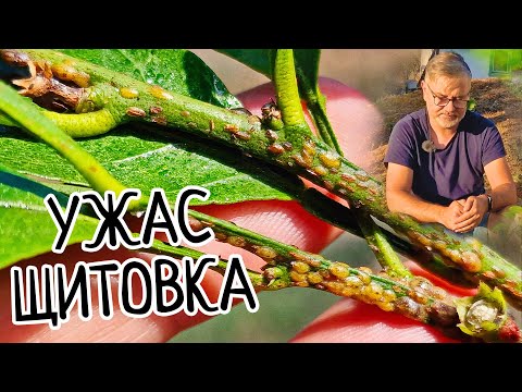 Видео: ЩИТОВКА на комнатных растениях! КАК бороться! ПРОСТОЙ способ избавиться раз и навсегда!