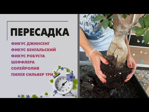 Видео: Пересадка комнатных растений. Фикусы джинсенг, робуста и бенгальский, шеффлера, солейролия, пилея.