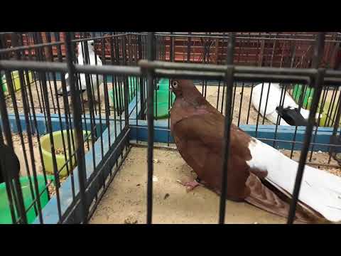 Видео: Выставка галубеи в Полше Гижицк.Wystawa w Polsce (Gizick).Balandziu paroda Giżyck.2019.