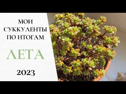 Видео: 🌺Мои суккуленты по итогам лета 2023 (часть 6)🌺