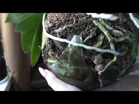 Видео: Орхидеи! Мучнистый червец ! Что нового! Опять разбила вазу! Детки! Цветоносы