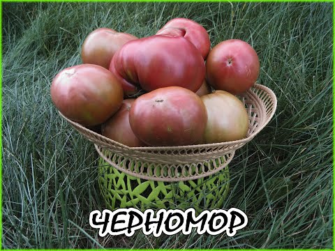 Видео: Томат Аппетитный и другие