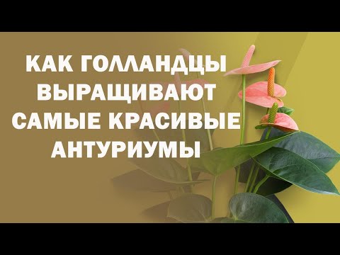 Видео: АНТУРИУМ: КАК УХАЖИВАЮТ ЗА НИМ ГОЛЛАНДЦЫ?/  Выращивание и уход