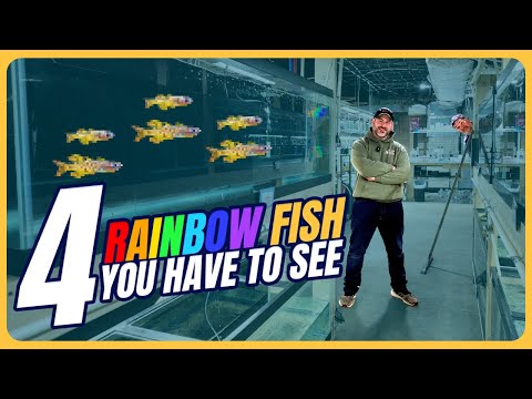 Видео: Красочные пресноводные рыбы для аквариумов [Еженедельное прохождение, Эпизод 11]