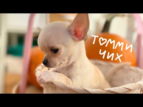 Видео: ЕДЕМ ЗАБИРАТЬ СОБАКУ | ТЕПЕРЬ ОН НАШ (МИНИ ЧИХУАХУА)