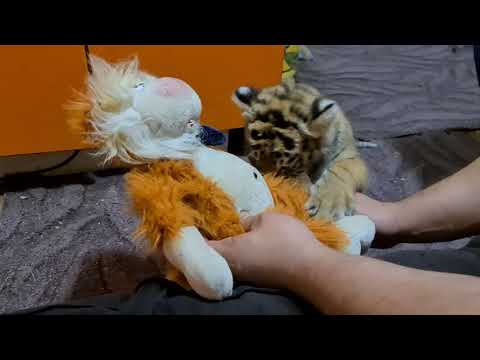 Видео: Тигрята Учатся Играть!/ TIger Cubs are playing !