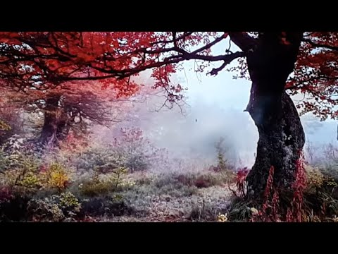 Видео: бордовый  ОСЕННИЙ   декор в моем доме