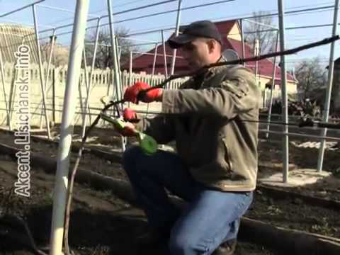 Видео: Сам себе агроном - Виноградник после зимы