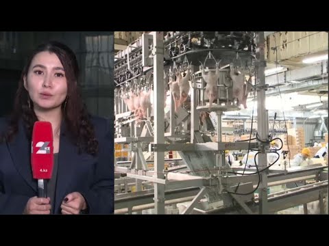 Видео: Елде құс еті өндірісі артты