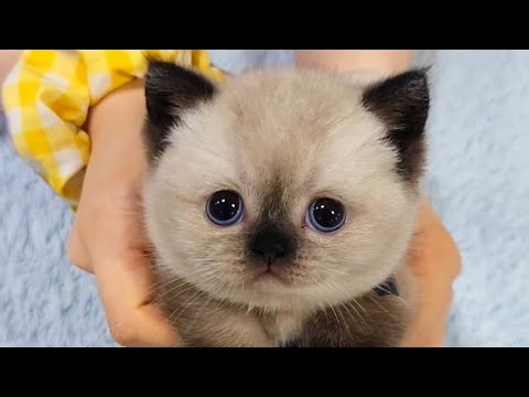 Видео: Как подобрать корм (2 критерия карл!) и всякие подгарания