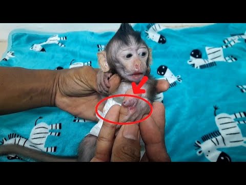 Видео: ОПАСНОСТЬ СОСАНИЯ СОБСТВЕННЫХ ПАЛЬЦЕВ ДЕТЕНЫШАМИ ОБЕЗЬЯН!!!