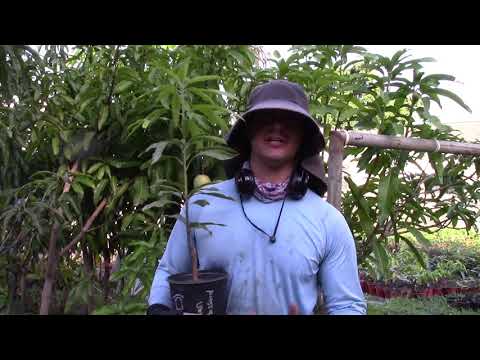 Видео: Лучший размер мангового дерева для покупки
