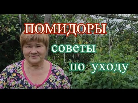 Видео: Помидоры в открытом грунте. Основные работы в июле.