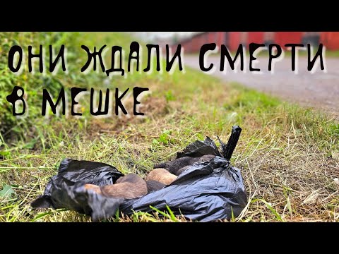 Видео: Щенков выбросили в пакете на погибель / продолжение истории спасения / help save homeless puppies