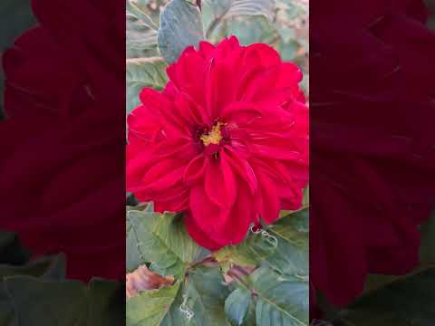 Видео: Мои цветы 27 10 2025 г.