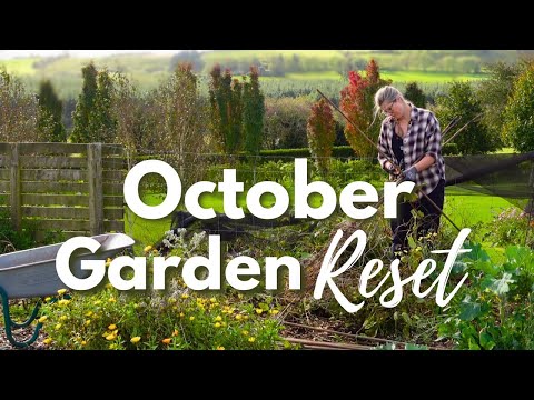 Видео: Октябрьская перезагрузка сада 🌱 Расчистка, сбор урожая и подготовка к следующему сезону | Садовод...
