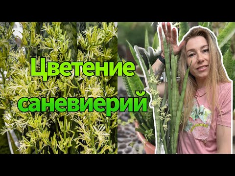 Видео: Цветение сансевиерий 💚 мифы и факты #сансевиерия #сансы #sansevieria #цветениесанс