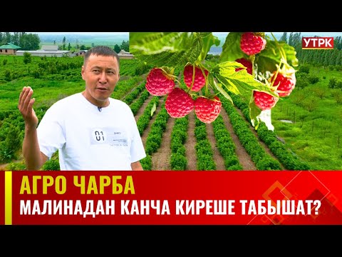 Видео: Малинадан канча киреше табышат? | АГРО ЧАРБА