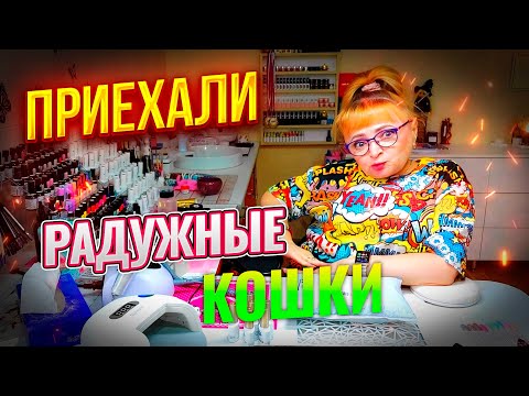 Видео: BORN PRETTY Rainbow Glass Cat Magnetic Gel Радужные кошки приехали в полном составе