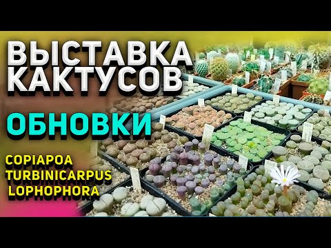 Видео: Выставка кактусов. Мои обновки. Turbinicarpus. Copiapoa. Уход за кактусом.