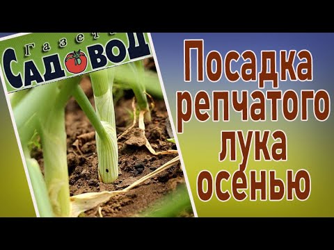 Видео: Посадка репчатого лука осенью