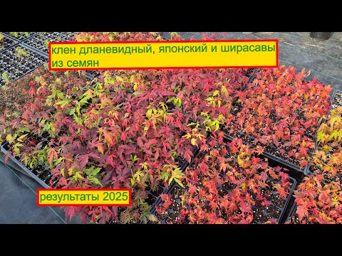 Видео: Клен дланевидный. японский и ширасавы из семян, результаты выращивания июль 2025