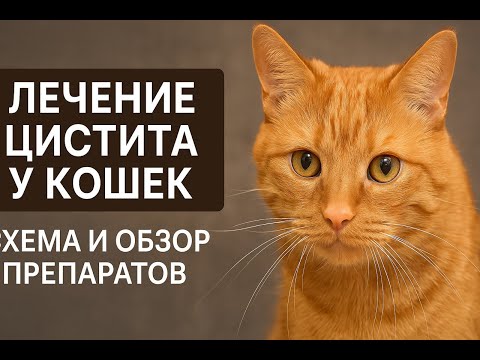 Видео: Лечение цистита у кошек, схема лечения и обзор применяемых препаратов.