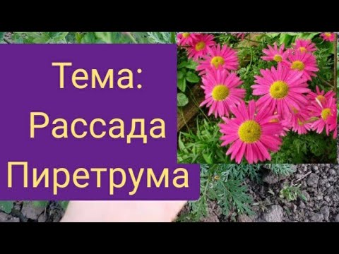 Видео: Выращиваем Пиретрум