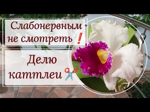 Видео: Слабонервным не смотреть! 🫣 Делю каттлеи. ✂️