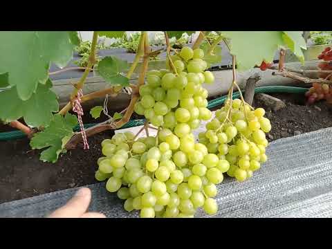 Видео: Открытый грунт. Созревший и не треснувший виноград. Нижегородская обл. 5,08,24