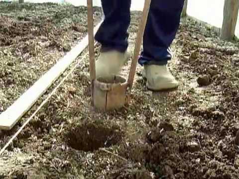 Видео: Посадка помидор.Лунки под рассаду.
