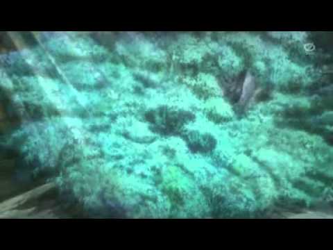 Видео: D. Gray-mаn - Вертись, мое колесо (Тилави)