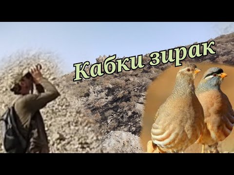 Видео: Тамошои кабки зирак дар гармии тобистон
