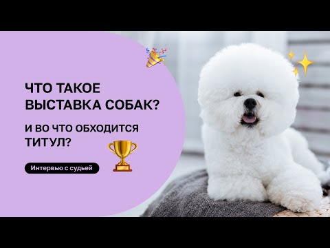 Видео: Выставка собак: как получить титул?