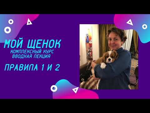 Видео: Первые дни щенка в доме. Правила воспитания 1 и 2