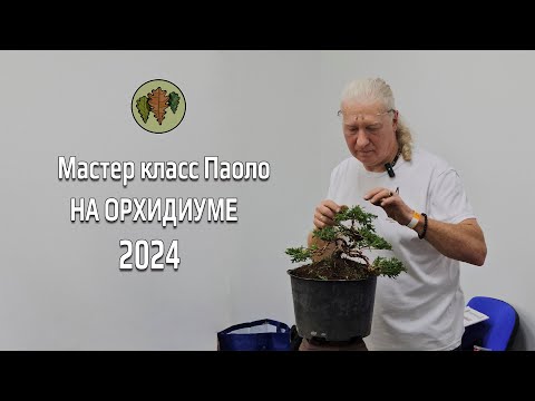 Видео: Мастер класс Паоло на Орхидиуме 2024 @Studio.Bonsai