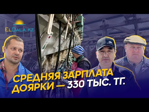 Видео: Иртышский молочный скот в Казахстане: привесы, удои и условия содержания — КХ Камышинское