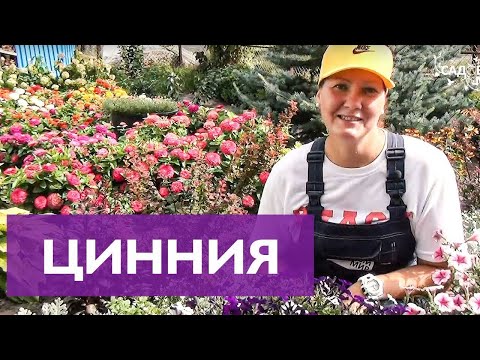 Видео: КРАСИВЫЕ ЦИННИИ ОЧЕНЬ ПРОСТО ВЫРАСТИТЬ!/САМЫЙ ПРОСТОЙ СПОСОБ