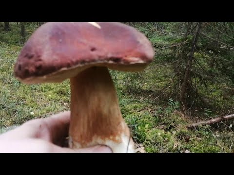 Видео: Попал в боровиковое счастье