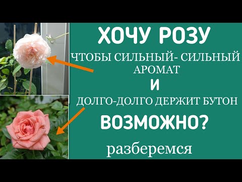 Видео: АРОМАТ ИЛИ БУТОН? ЧТО ВЫБРАТЬ? #комнатная_роза Разбираемся. #цветы #розыИкозы  #вилата #розыкозы